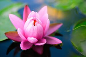 Fototapeta piękny różowy kwiat na jeziorze