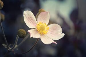 Fototapeta delikatność kwiatu