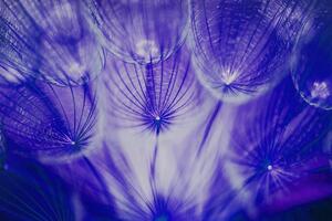 Tapeta niezwykły fioletowy mniszek lekarski