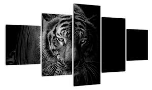 Obraz dzikiego tygrysa (125x70 cm)