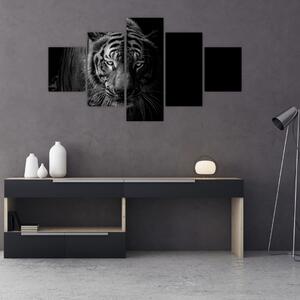 Obraz dzikiego tygrysa (125x70 cm)
