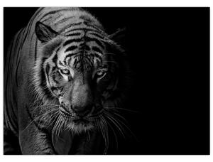 Obraz dzikiego tygrysa (70x50 cm)