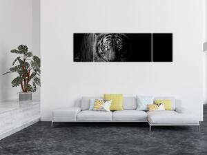 Obraz dzikiego tygrysa (170x50 cm)