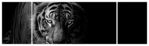 Obraz dzikiego tygrysa (170x50 cm)