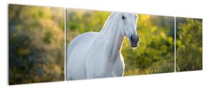 Obraz białego konia na łące (170x50 cm)