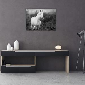 Obraz białego konia na łące, czarno - biały (70x50 cm)