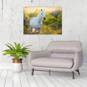 Obraz białego konia na łące (70x50 cm)