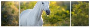 Obraz białego konia na łące (170x50 cm)