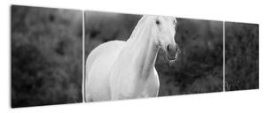 Obraz białego konia na łące, czarno - biały (170x50 cm)