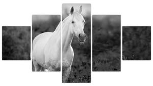 Obraz białego konia na łące, czarno - biały (125x70 cm)