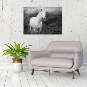 Obraz białego konia na łące, czarno - biały (70x50 cm)