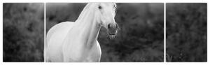 Obraz białego konia na łące, czarno - biały (170x50 cm)