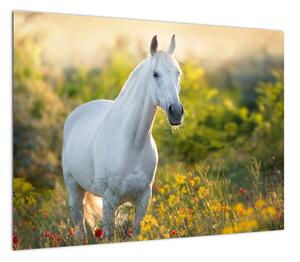 Obraz białego konia na łące (70x50 cm)