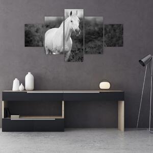 Obraz białego konia na łące, czarno - biały (125x70 cm)