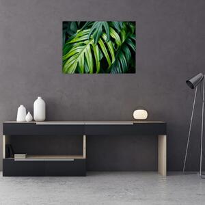 Obraz - Tropikalne liście (70x50 cm)