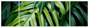 Obraz - Tropikalne liście (170x50 cm)