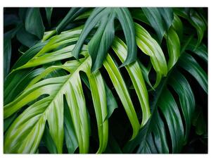 Obraz - Tropikalne liście (70x50 cm)