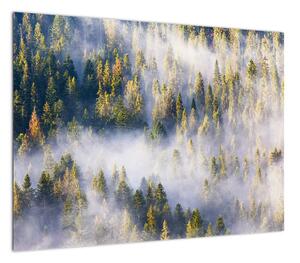 Obraz drzew we mgle (70x50 cm)