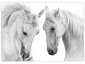 Obraz białych koni (70x50 cm)