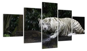 Obraz - Tygrys albinos (125x70 cm)