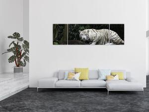 Obraz - Tygrys albinos (170x50 cm)