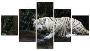 Obraz - Tygrys albinos (125x70 cm)