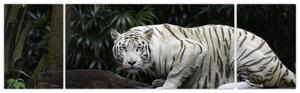 Obraz - Tygrys albinos (170x50 cm)
