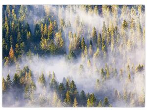 Obraz drzew we mgle (70x50 cm)