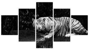 Obraz - Tygrys albinos, czarno - biały (125x70 cm)