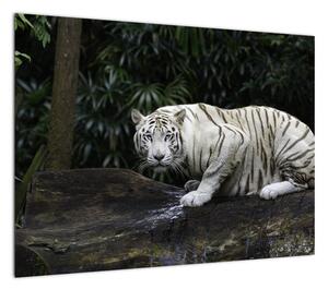 Obraz - Tygrys albinos (70x50 cm)