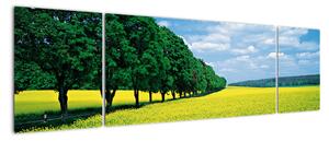 Obraz pola z aleją (170x50 cm)