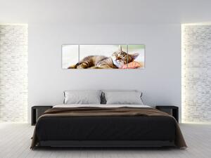 Obraz - Śpiący kotek (170x50 cm)