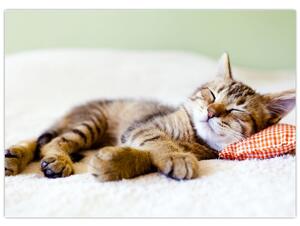 Obraz - Śpiący kotek (70x50 cm)