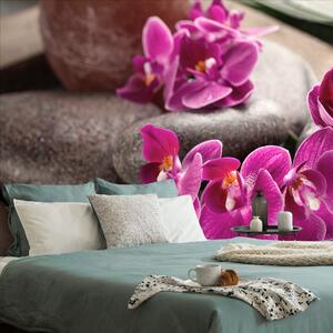 Tapeta piękna orchidea i kamienie Zen