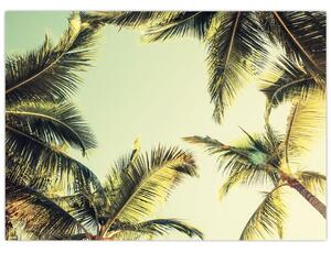 Obraz z palmami kokosowymi (70x50 cm)