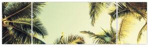 Obraz z palmami kokosowymi (170x50 cm)