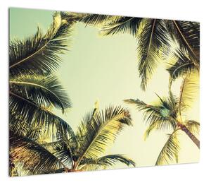 Obraz z palmami kokosowymi (70x50 cm)