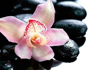Fototapeta egzotyczna orchidea