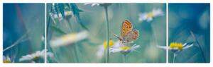 Obraz - Motyl na stokrotce (170x50 cm)