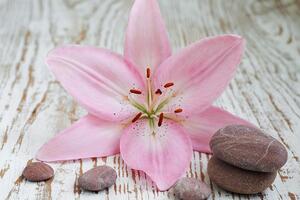 Fototapeta różowa lilia i kamienie Zen