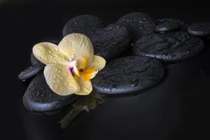 Fototapeta Kamienie Zen z żółtą orchideą