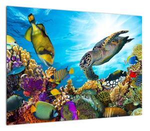 Obraz rafy koralowej (70x50 cm)