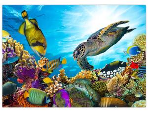 Obraz rafy koralowej (70x50 cm)