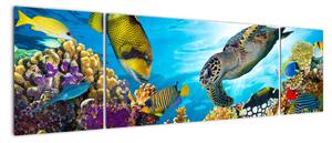 Obraz rafy koralowej (170x50 cm)