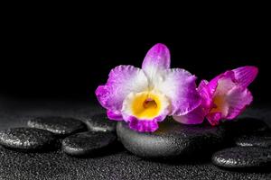 Fototapeta orchidea na kamieniach Zen