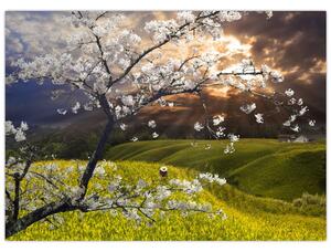 Obraz - Kwitnące drzewo w krajobrazie (70x50 cm)