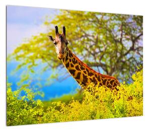 Obraz żyrafy w Afryce (70x50 cm)