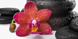 Obraz orchidea i kamienie Zen na białym tle