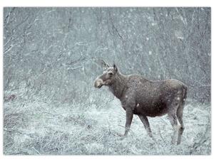 Obraz - Łoś w śnieżnym lesie (70x50 cm)