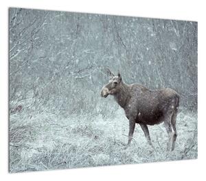 Obraz - Łoś w śnieżnym lesie (70x50 cm)